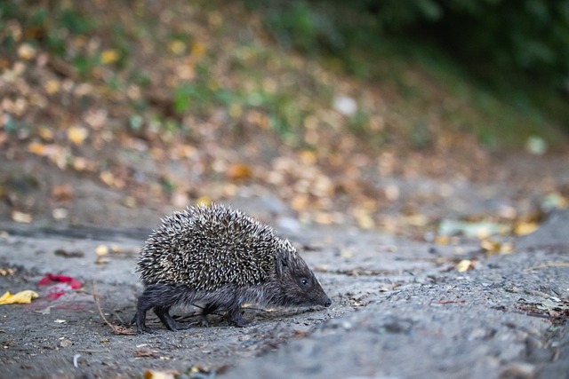 阿勒代斯与 阿勒代斯与